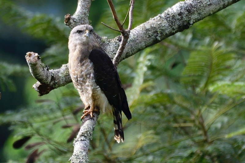 Southern Banded Snake-Eagle